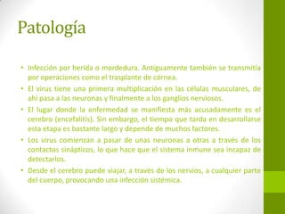 • Infección por herida o mordedura. Antiguamente también se transmitía
por operaciones como el trasplante de córnea.
• El virus tiene una primera multiplicación en las células musculares, de
ahí pasa a las neuronas y finalmente a los ganglios nerviosos.
• El lugar donde la enfermedad se manifiesta más acusadamente es el
cerebro (encefalitis). Sin embargo, el tiempo que tarda en desarrollarse
esta etapa es bastante largo y depende de muchos factores.
• Los virus comienzan a pasar de unas neuronas a otras a través de los
contactos sinápticos, lo que hace que el sistema inmune sea incapaz de
detectarlos.
• Desde el cerebro puede viajar, a través de los nervios, a cualquier parte
del cuerpo, provocando una infección sistémica.
Patología
 