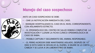 ANTE UN CASO SOSPECHOSO SE DEBE:
• - DAR LA NOTIFICACIÓN INMEDIATA DEL CASO.
• -MANEJAR HOSPITALIZADO EL CASO EN EL NIVEL CORRESPONDIENTE,
CON AISLAMIENTO ESTRICTO.
• - EL EPIDEMIÓLOGO DEL CENTRO DE SALUD DEBERÁ COMPLETAR LA
INVESTIGACIÓN Y LLENAR LA FICHA CLÍNICO-EPIDEMIOLÓGICA DE
CASO DE RABIA.
• - POSIBLE CAPTURA Y SEGUIMIENTO DEL ANIMAL RESPONSABLE.
• - EL PERRO AGRESOR DEBE MANTENERSE AISLADO, DESPUÉS DE 10
DÍAS SI ESTÁ SANO SE DEVUELVE AL DUEÑO, SI MUERE SE LE CORTA LA
CABEZA Y SE LLEVA A UN LABORATORIO DE RABIA.
 