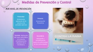 • POR NIVEL DE PREVENCIÓN:
Primordial:
Aislamiento,
aplicación de la
vacuna a los
animales (perros)
Primaria:
Inmunización
Preventiva
Terciaria: Aplicación
del suero antirrábico
o la vacuna,
inmediatamente
después de la
mordedura.
Secundaria:
Educación y
sensibilización
acerca la enfermedad
en las comunidades
 