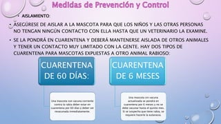 • AISLAMIENTO:
• ASEGÚRESE DE AISLAR A LA MASCOTA PARA QUE LOS NIÑOS Y LAS OTRAS PERSONAS
NO TENGAN NINGÚN CONTACTO CON ELLA HASTA QUE UN VETERINARIO LA EXAMINE.
• SE LA PONDRÁ EN CUARENTENA Y DEBERÁ MANTENERSE AISLADA DE OTROS ANIMALES
Y TENER UN CONTACTO MUY LIMITADO CON LA GENTE. HAY DOS TIPOS DE
CUARENTENA PARA MASCOTAS EXPUESTAS A OTRO ANIMAL RABIOSO:
CUARENTENA
DE 60 DÍAS:
Una mascota con vacuna corriente
contra la rabia deber estar en
cuarentena por 60 días y deber ser
revacunada inmediatamente.
CUARENTENA
DE 6 MESES
Una mascota sin vacuna
actualizada se pondrá en
cuarentena por 6 meses y no se
debe vacunar hasta el quinto mes.
Si se sospecha que tiene rabia, se
requiere hacerle la eutanasia.
 