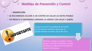 • DESINFECCIÓN:
• SE RECOMIENDA ACUDIR A UN CENTRO DE SALUD LO ANTES POSIBLE
• UN MÉDICO O ENFERMERA LIMPIARÁ LA HERIDA CON AGUA Y JABÓN.
El agua arrastre la suciedad de la herida
con la presión suficiente para que se
pueda eliminar la mayor parte del virus
eliminar cuerpos extraños y nunca
raspar la herida al limpiarla, ya que
facilitaría el paso del virus hacia el
interior del cuerpo.
 