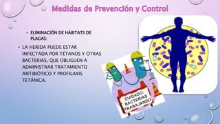 • ELIMINACIÓN DE HÁBITATS DE
PLAGAS:
• LA HERIDA PUEDE ESTAR
INFECTADA POR TÉTANOS Y OTRAS
BACTERIAS, QUE OBLIGUEN A
ADMINISTRAR TRATAMIENTO
ANTIBIÓTICO Y PROFILAXIS
TETÁNICA.
 
