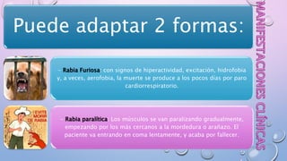 Puede adaptar 2 formas:
- Rabia Furiosa: con signos de hiperactividad, excitación, hidrofobia
y, a veces, aerofobia, la muerte se produce a los pocos días por paro
cardiorrespiratorio.
- Rabia paralítica: Los músculos se van paralizando gradualmente,
empezando por los más cercanos a la mordedura o arañazo. El
paciente va entrando en coma lentamente, y acaba por fallecer.
 