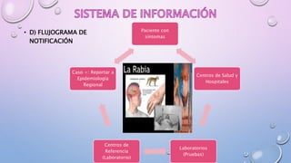 • D) FLUJOGRAMA DE
NOTIFICACIÓN
Paciente con
síntomas
Centros de Salud y
Hospitales
Laboratorios
(Pruebas)
Centros de
Referencia
(Laboratorio)
Caso +: Reportar a
Epidemiología
Regional
 