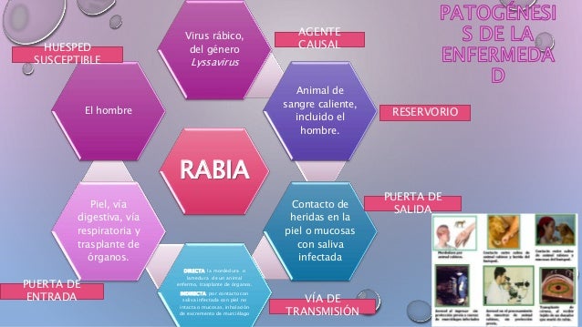 cadena epidemiologica la rabia epidemiolog 237 a de la rabia cadena epidemiologica la rabia epidemiolog 237 a de la rabia