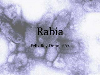 Rabia
Felix Rey Dono, 1ºA2
 