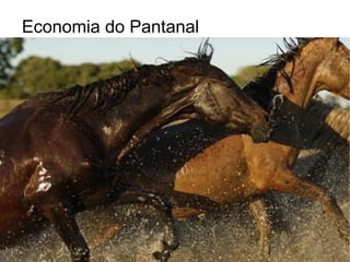 Economia do Pantanal 