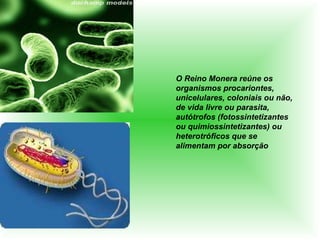 O Reino Monera reúne os organismos procariontes, unicelulares, coloniais ou não, de vida livre ou parasita, autótrofos (fotossintetizantes ou quimiossintetizantes) ou heterotróficos que se alimentam por absorção  