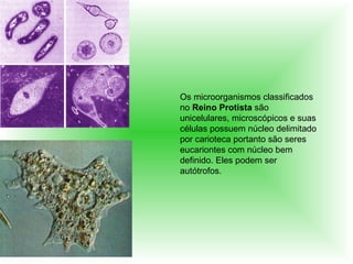 Os microorganismos classificados no  Reino Protista  são unicelulares, microscópicos e suas células possuem núcleo delimitado por carioteca portanto são seres eucariontes com núcleo bem definido. Eles podem ser autótrofos. 