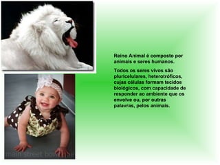 Reino Animal é composto por animais e seres humanos. Todos os seres vivos são pluricelulares, heterotróficos, cujas células formam tecidos biológicos, com capacidade de responder ao ambiente que os envolve ou, por outras palavras, pelos animais.  