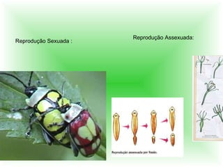 Reprodução Sexuada : Reprodução Assexuada: 