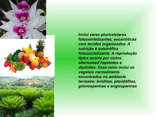 Inclui seres pluricelulares fotossintetizantes, eucarióticas com tecidos organizados. A nutrição é autotrófica fotossintetizante. A reprodução típica ocorre por ciclos alternatesd haplóides e diplóides. Esse reino inclui os vegetais normalmente encontrados no ambiente terrestre: briófitas, pteridófitas, gimnospermas e angiospermas 