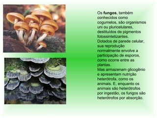 Os  fungos , também conhecidos como cogumelos, são organismos uni ou pluricelulares, destituídos de pigmentos fotossintetizantes.  Dotados de parede celular, sua reprodução normalmente envolve a participação de esporos, como ocorre entre as plantas. Mas armazenam glicogênio e apresentam nutrição heterótrofa, como os animais. E, enquanto os animais são heterótrofos por ingestão, os fungos são heterótrofos por absorção. 