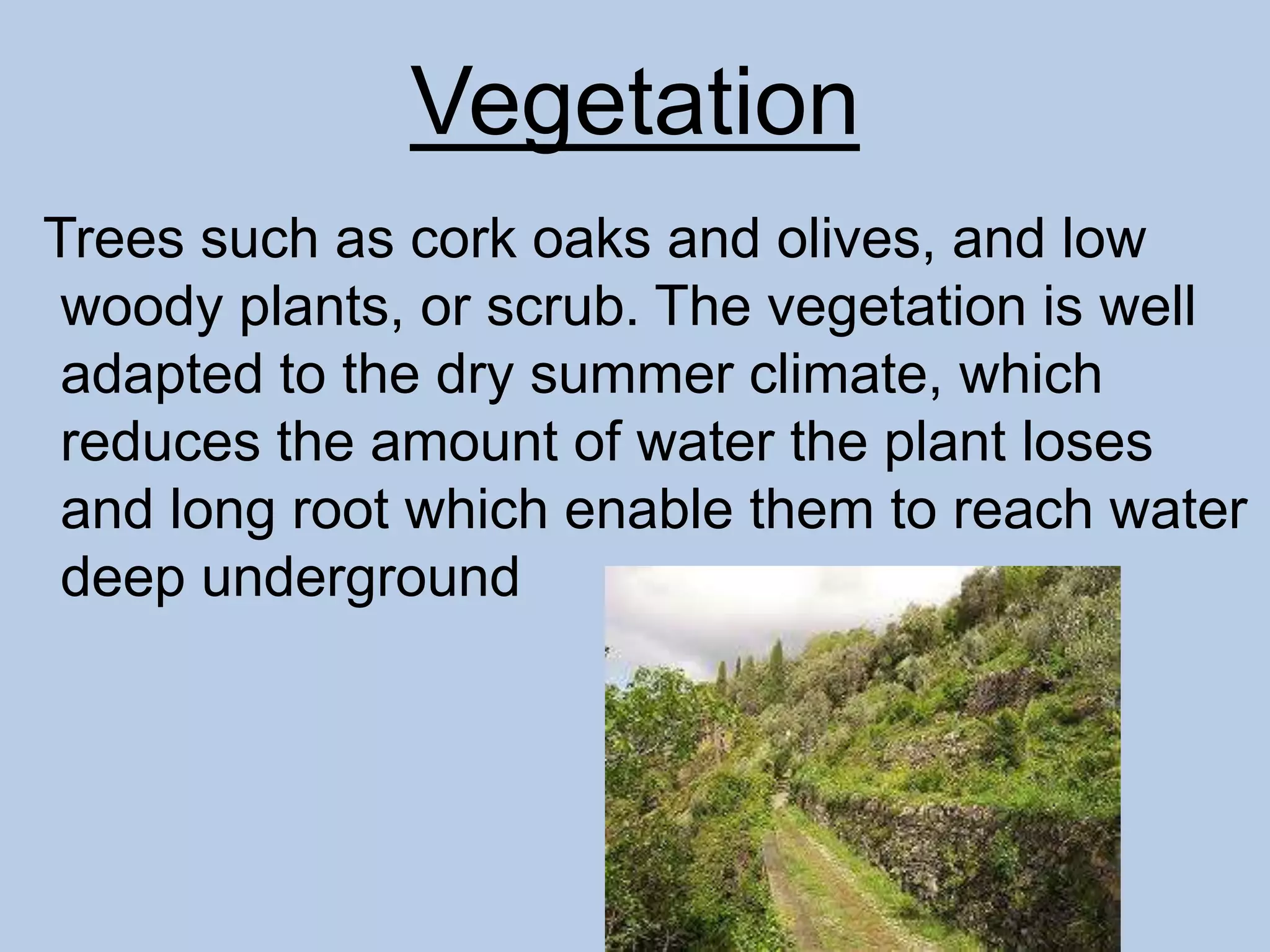 Vegetation
Trees such as cork oaks and olives, and low
woody plants, or scrub. The vegetation is well
adapted to the dry summer climate, which
reduces the amount of water the plant loses
and long root which enable them to reach water
deep underground