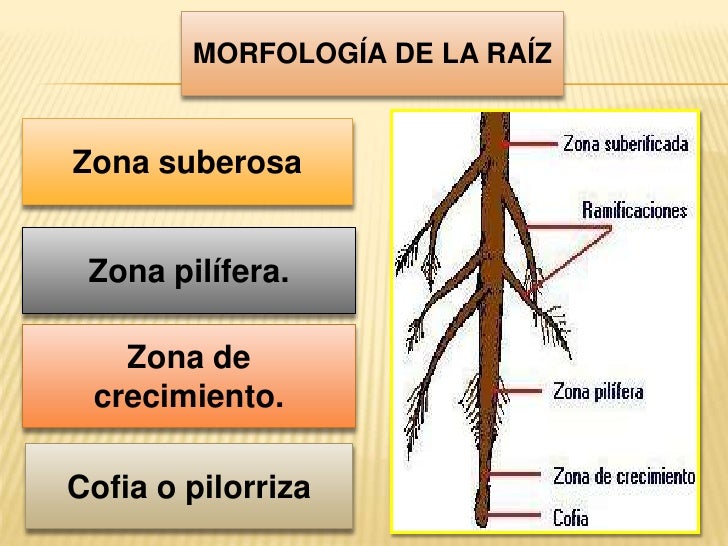 Morfologia de la flor pdf printer