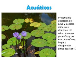 Presentan la
absorción del
agua y las sales
minerales
disueltas. Las
raíces son muy
pequeñas y por
eso se atrofian y
llegan a
desaparecer
(lirios acuáticos).
 