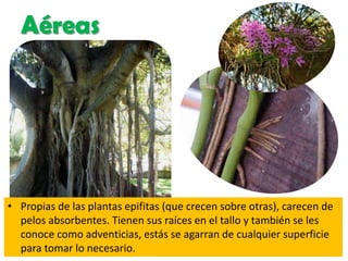 Aéreas
• Propias de las plantas epifitas (que crecen sobre otras), carecen de
pelos absorbentes. Tienen sus raíces en el tallo y también se les
conoce como adventicias, estás se agarran de cualquier superficie
para tomar lo necesario.
 