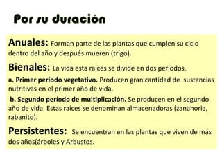 Anuales: Forman parte de las plantas que cumplen su ciclo
dentro del año y después mueren (trigo).
Bienales: La vida esta raíces se divide en dos períodos.
a. Primer período vegetativo. Producen gran cantidad de sustancias
nutritivas en el primer año de vida.
b. Segundo período de multiplicación. Se producen en el segundo
año de vida. Estas raíces se denominan almacenadoras (zanahoria,
rabanito).
Persistentes: Se encuentran en las plantas que viven de más
dos años(árboles y Arbustos.
 