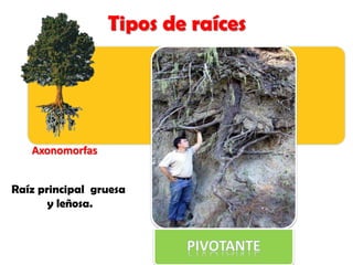 Tipos de raíces
Axonomorfas
Raíz principal gruesa
y leñosa.
 