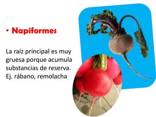 • Napiformes
La raíz principal es muy
gruesa porque acumula
substancias de reserva.
Ej. rábano, remolacha
 
