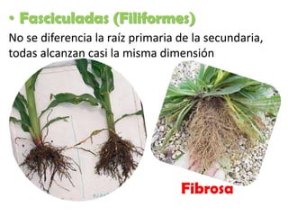 • Fasciculadas (Filiformes)
No se diferencia la raíz primaria de la secundaria,
todas alcanzan casi la misma dimensión
Fibrosa
 