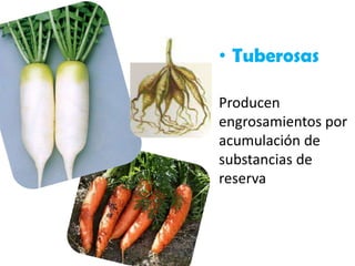• Tuberosas
Producen
engrosamientos por
acumulación de
substancias de
reserva
 