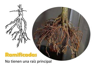 Ramificadas
No tienen una raíz principal
 