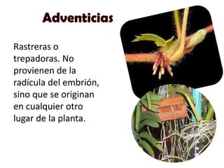 Rastreras o
trepadoras. No
provienen de la
radícula del embrión,
sino que se originan
en cualquier otro
lugar de la planta.
 