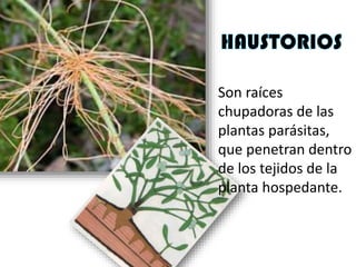 Son raíces
chupadoras de las
plantas parásitas,
que penetran dentro
de los tejidos de la
planta hospedante.
 