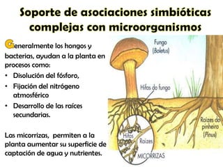 eneralmente los hongos y
bacterias, ayudan a la planta en
procesos como:
• Disolución del fósforo,
• Fijación del nitrógeno
atmosférico
• Desarrollo de las raíces
secundarias.
Las micorrizas, permiten a la
planta aumentar su superficie de
captación de agua y nutrientes.
 