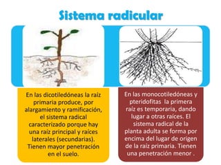 Sistema radicular
En las dicotiledóneas la raíz
primaria produce, por
alargamiento y ramificación,
el sistema radical
caracterizado porque hay
una raíz principal y raíces
laterales (secundarias).
Tienen mayor penetración
en el suelo.
En las monocotiledóneas y
pteridofitas la primera
raíz es temporaria, dando
lugar a otras raíces. El
sistema radical de la
planta adulta se forma por
encima del lugar de origen
de la raíz primaria. Tienen
una penetración menor .
 