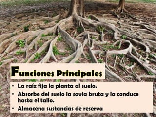 • La raíz fija la planta al suelo.
• Absorbe del suelo la savia bruta y la conduce
hasta el tallo.
• Almacena sustancias de reserva
 
