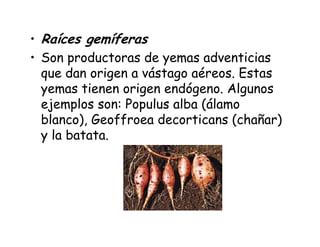 • Raíces gemíferas
• Son productoras de yemas adventicias
que dan origen a vástago aéreos. Estas
yemas tienen origen endógeno. Algunos
ejemplos son: Populus alba (álamo
blanco), Geoffroea decorticans (chañar)
y la batata.
 