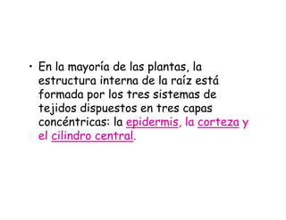 • En la mayoría de las plantas, la
estructura interna de la raíz está
formada por los tres sistemas de
tejidos dispuestos en tres capas
concéntricas: la epidermis, la corteza y
el cilindro central.
 