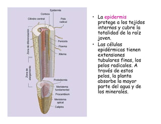 • La epidermis
protege a los tejidos
internos y cubre la
totalidad de la raíz
joven.
• Las células
epidérmicas tienen
extensiones
tubulares finas, los
pelos radicales. A
través de estos
pelos, la planta
absorbe la mayor
parte del agua y de
los minerales.
 
