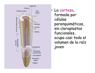 • La corteza,
formada por
células
parenquimáticas,
sin cloroplastos
funcionales,
ocupa casi todo el
volumen de la raíz
joven
 