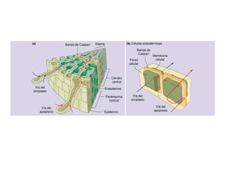 La Raíz (Prof. Verónica Rosso)