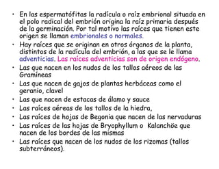 • En las espermatófitas la radícula o raíz embrional situada en
el polo radical del embrión origina la raíz primaria después
de la germinación. Por tal motivo las raíces que tienen este
origen se llaman embrionales o normales.
• Hay raíces que se originan en otros órganos de la planta,
distintos de la radícula del embrión, a las que se le llama
adventicias. Las raíces adventicias son de origen endógeno.
• Las que nacen en los nudos de los tallos aéreos de las
Gramíneas
• Las que nacen de gajos de plantas herbáceas como el
geranio, clavel
• Las que nacen de estacas de álamo y sauce
• Las raíces aéreas de los tallos de la hiedra,
• Las raíces de hojas de Begonia que nacen de las nervaduras
• Las raíces de las hojas de Bryophyllum o Kalanchöe que
nacen de los bordes de las mismas
• Las raíces que nacen de los nudos de los rizomas (tallos
subterráneos).
 