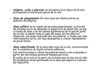 • Caliptra, cofia o pilorriza: se encuentra en el ápice de la raíz,
protegiendo al meristema apical de la raíz.
• Zona de alargamiento: En esta zona las células sufren un
aumento de longitud.
• Zona pilífera: es la región de los pelos absorbentes, la función
de los pelos es la de aumentar la superficie de absorción, ya que
a través de ellos y de las células epidérmicas de la poción joven
de la raíz, la planta toma el agua del suelo con las sales en
disolución. Los pelos radicales son unicelulares, y tienen una vida
relativamente corta, son muy abundantes y crecen rápidamente
en pocas horas.
• Zona suberificada. Es la zona más vieja de la raíz, caracterizada
por la existencia de tejido externo suberoso.
• Las ramificaciones o raíces secundarias nacen o son originadas a
partir del meristema potencial llamado periciclo.
• El cuello de la raíz es la parte de la misma que se une con el tallo.
En la plántula recién germinada es la zona que separa la radícula
del hipocótilo.
 