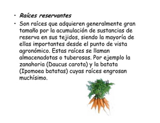 • Raíces reservantes
• Son raíces que adquieren generalmente gran
tamaño por la acumulación de sustancias de
reserva en sus tejidos, siendo la mayoría de
ellas importantes desde el punto de vista
agronómico. Estas raíces se llaman
almacenadotas o tuberosas. Por ejemplo la
zanahoria (Daucus carota) y la batata
(Ipomoea batatas) cuyas raíces engrosan
muchísimo.
 