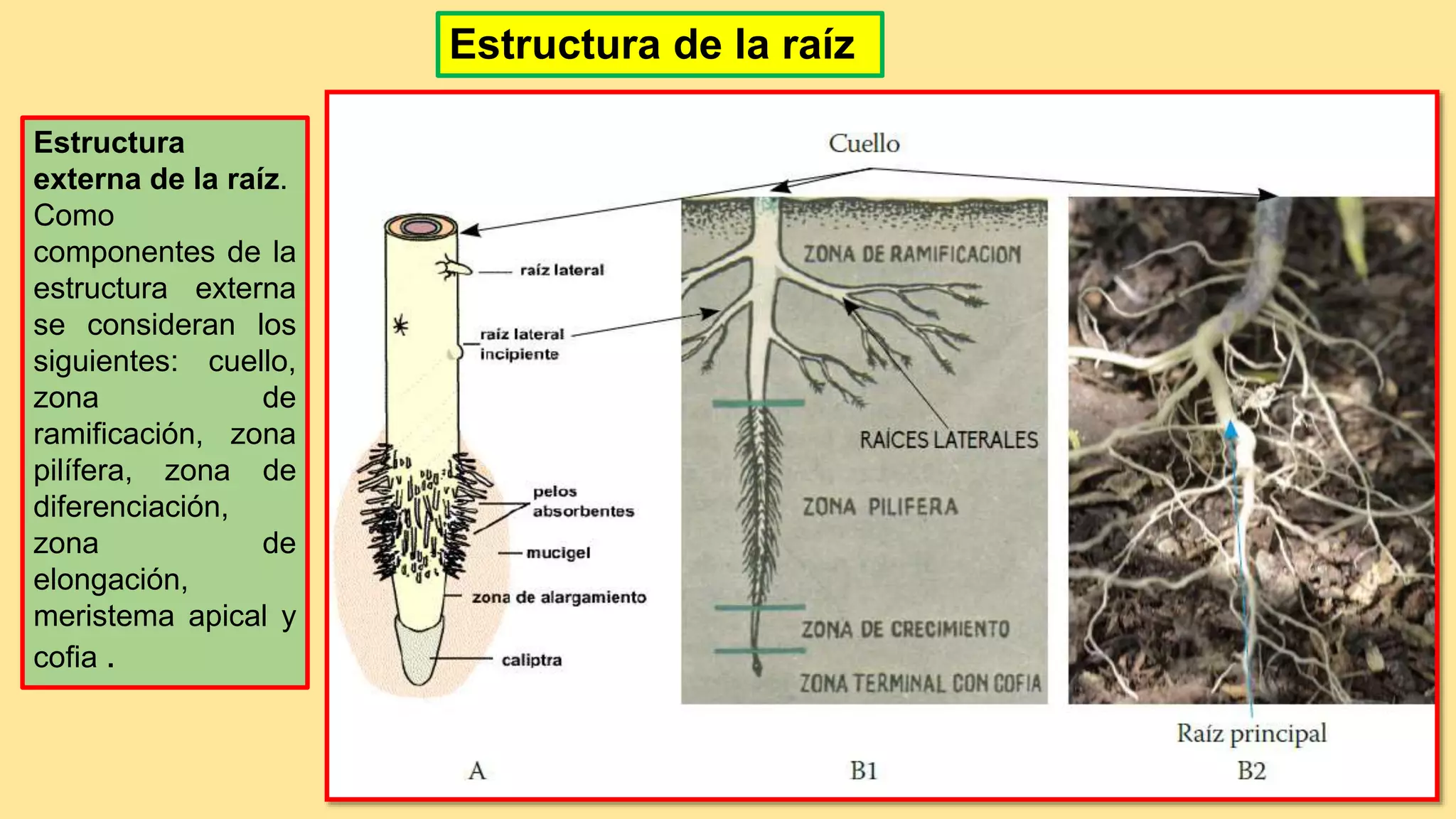 La raiz | PPT