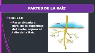 Raiz Rind LA RAIZ CONCEPTO Y SUS PARTES TIPOS Y EJEMPLOS | PPTX