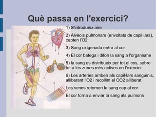 Què passa en l'exercici? 1)  S'introdueix  aire 2) Alvèols pulmonars (envoltats de capil·lars), capten l'O2 