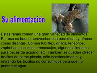 La rana africana | PPT
