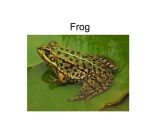 Frog
 