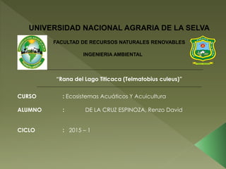 UNIVERSIDAD NACIONAL AGRARIA DE LA SELVA
FACULTAD DE RECURSOS NATURALES RENOVABLES
INGENIERIA AMBIENTAL
“Rana del Lago Titicaca (Telmatobius culeus)”
CURSO : Ecosistemas Acuáticos Y Acuicultura
ALUMNO : DE LA CRUZ ESPINOZA, Renzo David
CICLO : 2015 – 1
 