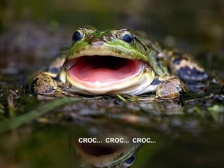 CROC... CROC... CROC...
 