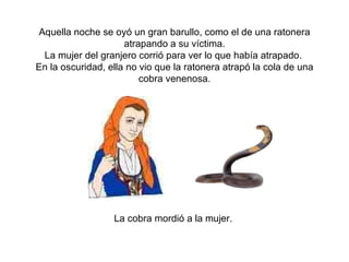 Aquella noche se oyó un gran barullo, como el de una ratonera atrapando a su víctima. La mujer del granjero corrió para ver lo que había atrapado.  En la oscuridad, ella no vio que la ratonera atrapó la cola de una cobra venenosa. La cobra mordió a la mujer.  