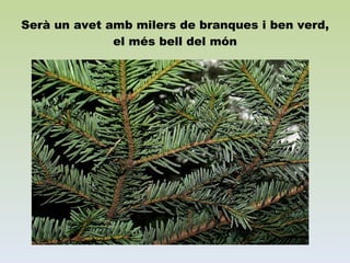Serà un avet amb milers de branques i ben verd, el més bell del món 
