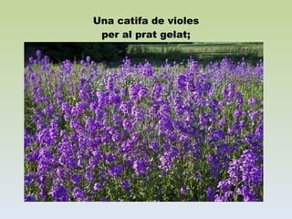 Una catifa de violes per al prat gelat; 